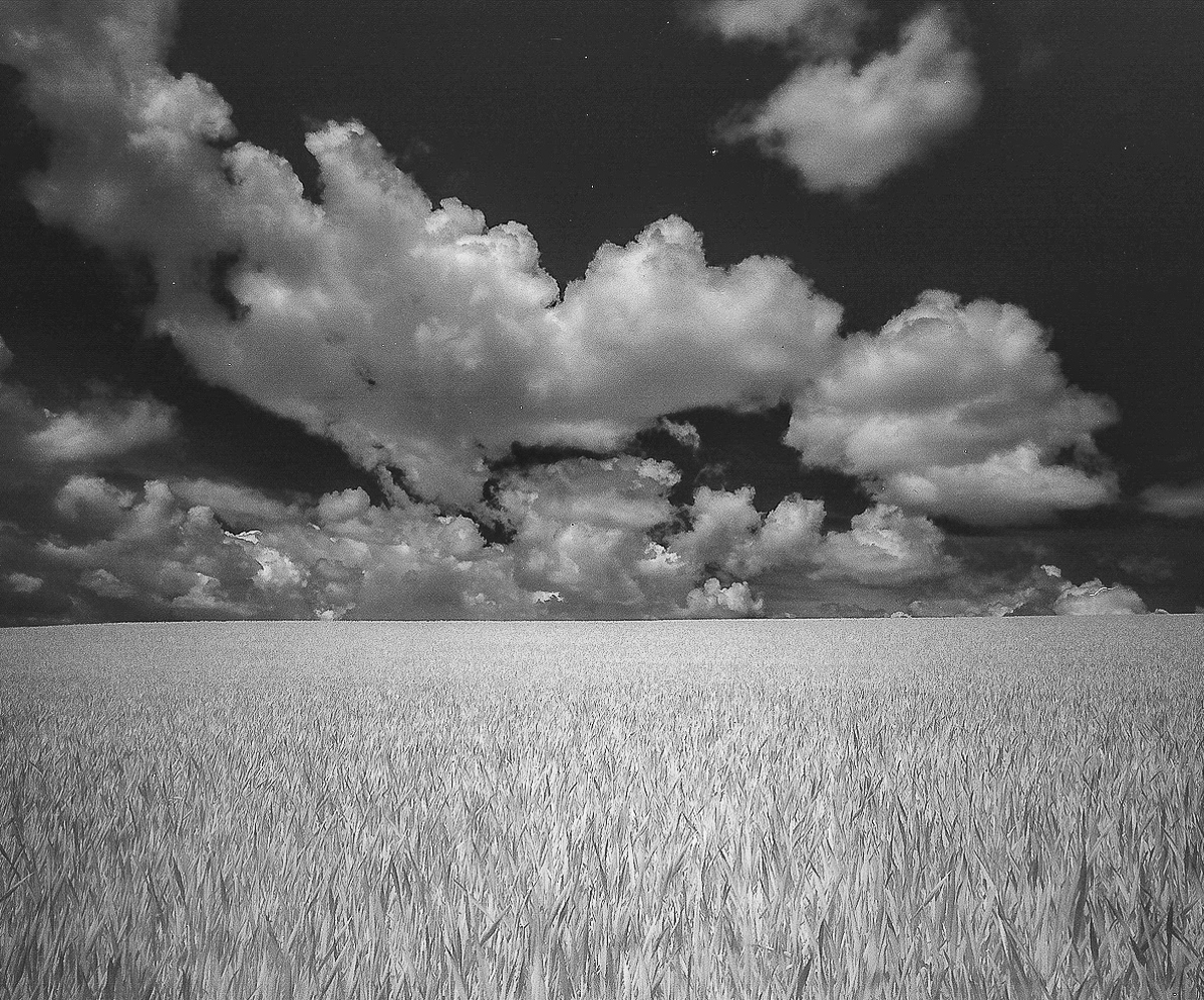 Wheat Field And Clouds.jpg
