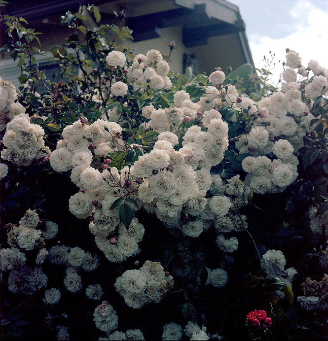 White rosees.jpg
