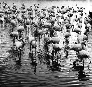 wild-flamingos-Camargue,-France.jpg