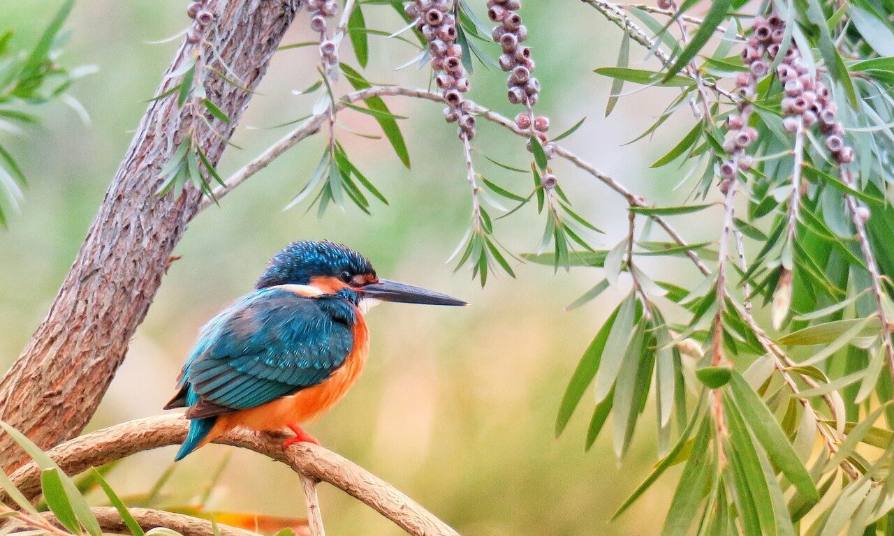 wildlife.jpg