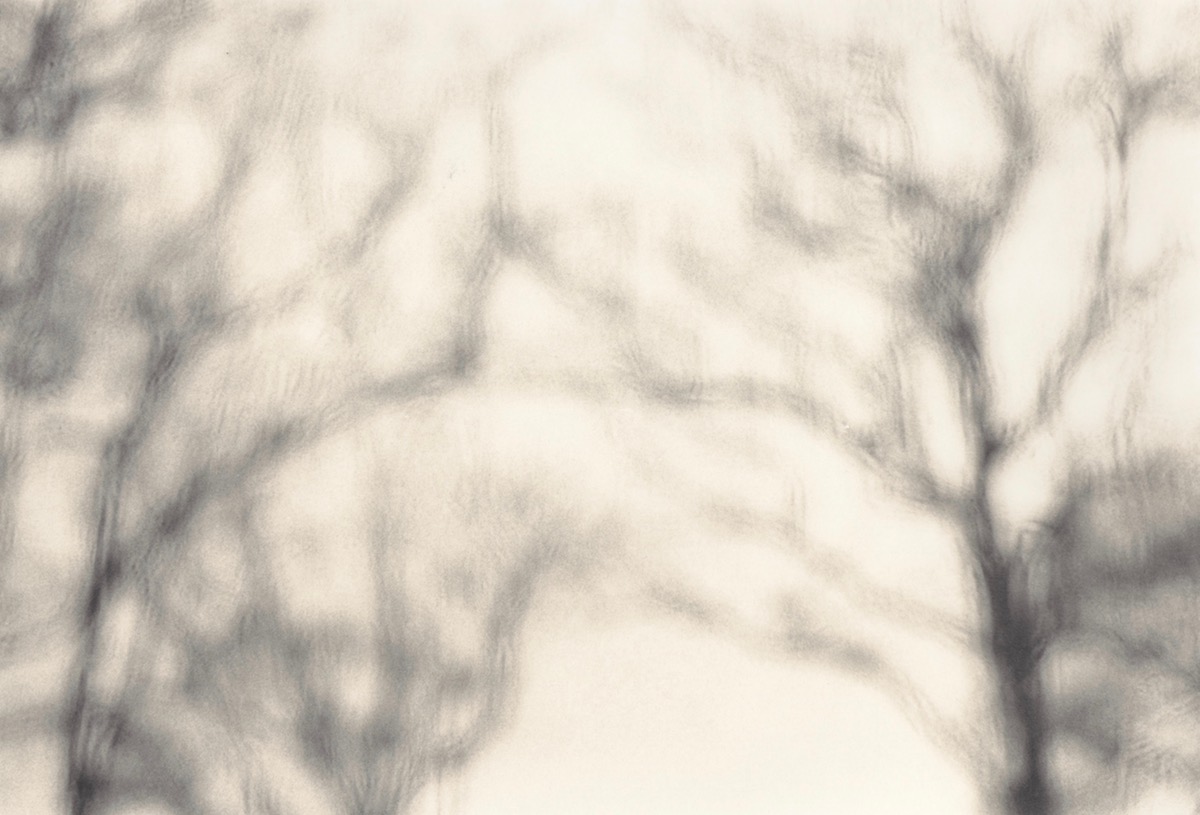 Winter trees.jpg
