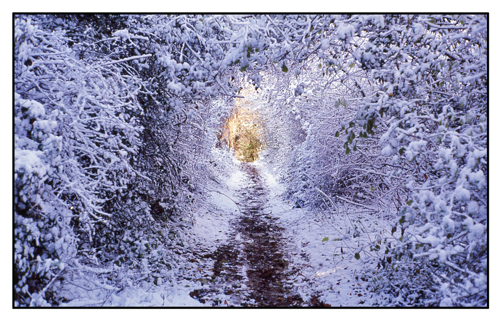 Winter walk in the woods APUG.jpg