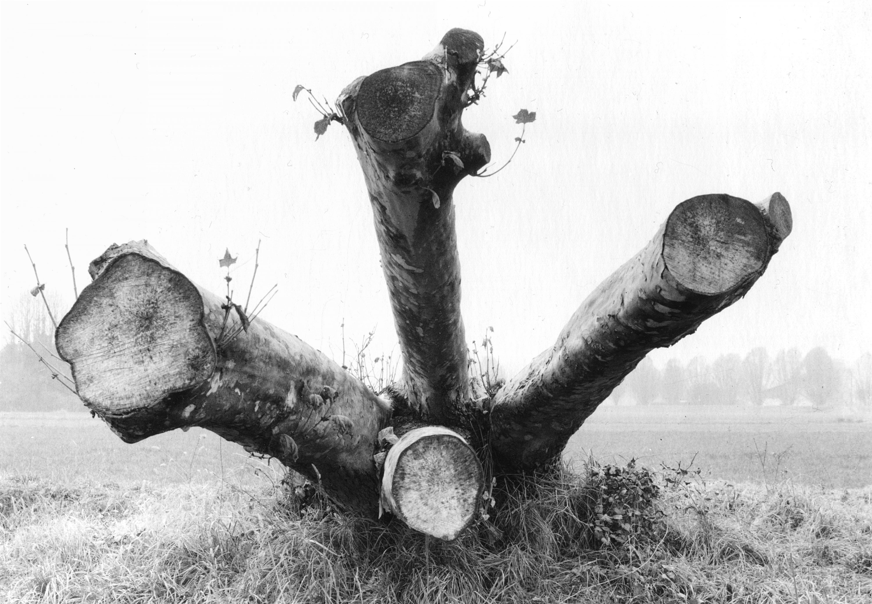 Wooden Explosion.jpg