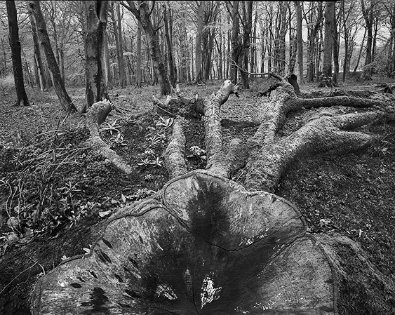 Woods Scotland 1.jpg