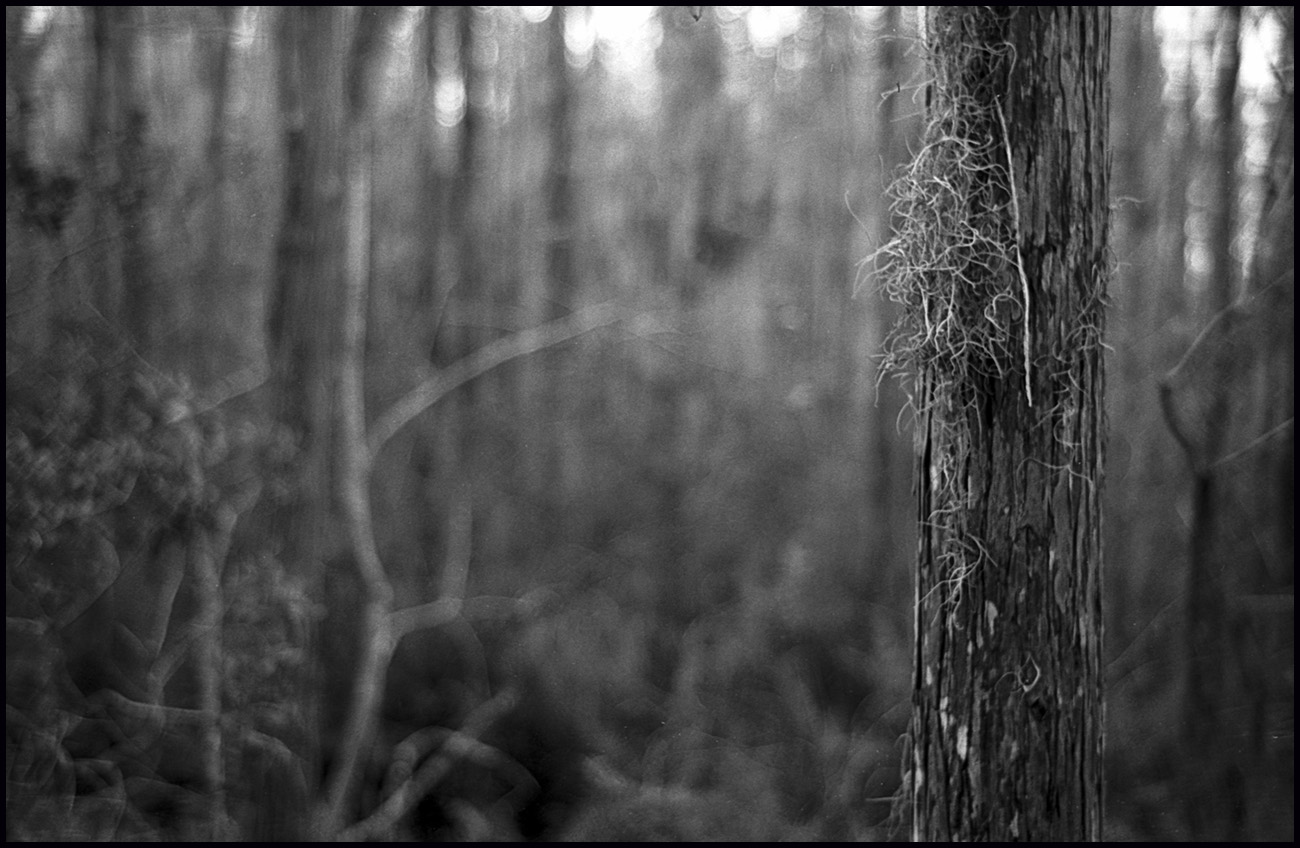 woods-sm.jpg