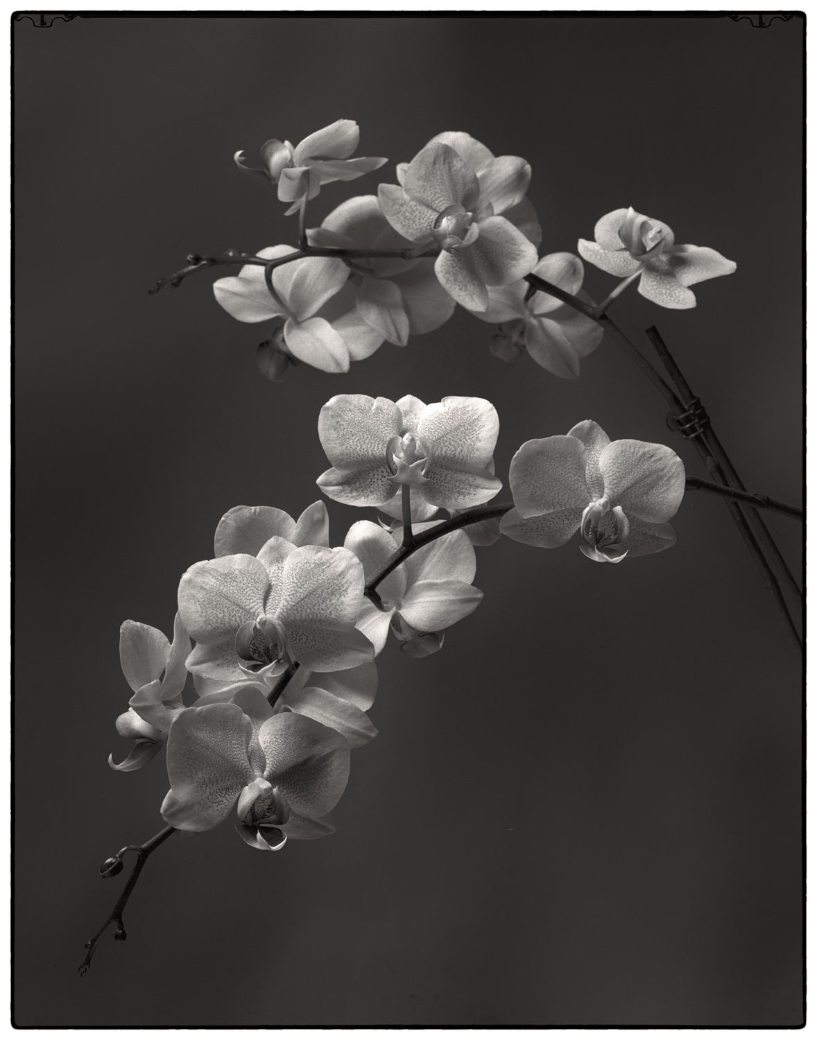 XTOL Rodinal Smsntd 20min_EPS_invert2.jpg