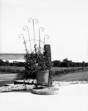 vines-nofilter.jpg
