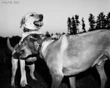 trix_dogs.jpg
