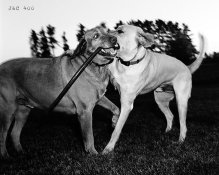 j&c_dogs.jpeg