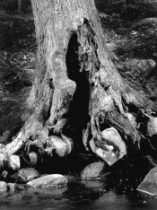 tree.jpg