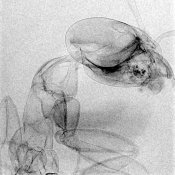 ant2-Phoenix nano.jpg