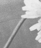 HighGrainDetail.jpg
