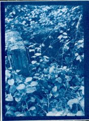 cyano2.jpg