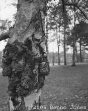 Arboretum_01.jpg