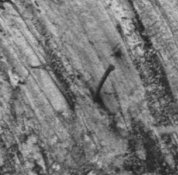 Stump 1a.jpg