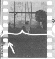 bw neg stripe 1.jpg