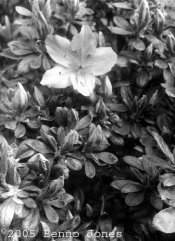 Flower_01.jpg