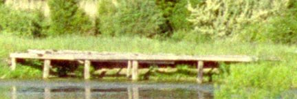 treemincrop.jpg