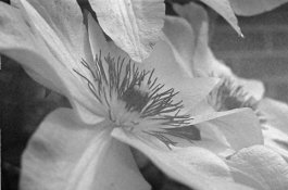 Pentax5014flower.jpg
