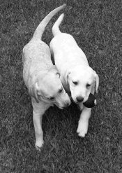 DSCN1718_Simba_and_Nessa_BandW#5.jpg