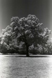 IR Frame 8.jpg