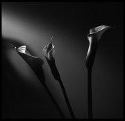Pushed-Calla.jpg