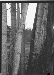 Bark, West Hylebos State Park.jpg