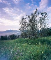RVP100  - Ripa d'Orcia.jpg