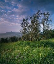 RVP  - Ripa d'Orcia.jpg