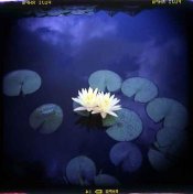lotus_flower-thumb.jpg