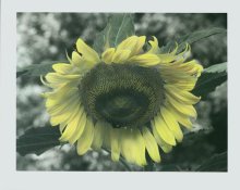 HCSunFlower.jpg