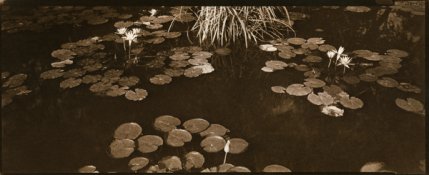lillypads.jpg