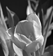 tulip.jpeg