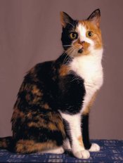 Spot-small.jpg
