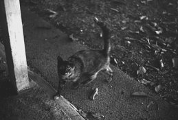 Chelsea'a-cat.jpg