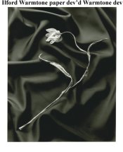 Tulip on Black Silk 1.jpg
