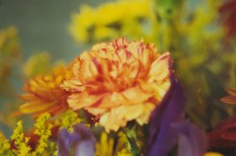 Chelseas-flower-1.jpg