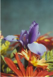 Chelseas-flower-3.jpg