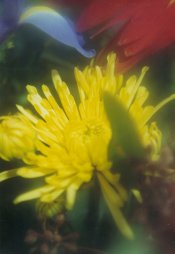 Chelseas-flower-4.jpg