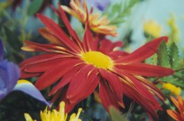 Chelseas-flower-5.jpg
