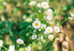flowercrop.jpg