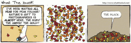 WTD822 - fall colors.gif
