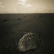 Ocean Side 001.jpg