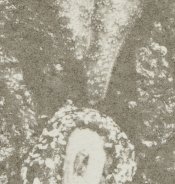 EnPointeGum-K-crop.jpg