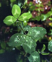 clover.jpg