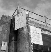 canonet 1d-swans.jpg