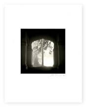 framed_tree_petosky_2009_small.jpg