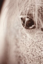 horse from Racine cty fair selenium small.jpg
