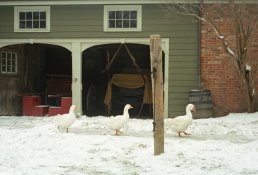 Geese_1_web.jpg
