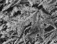 frosty leaf.jpg